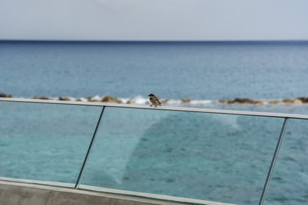 A small bird on a glass structure on the seashore.の写真素材