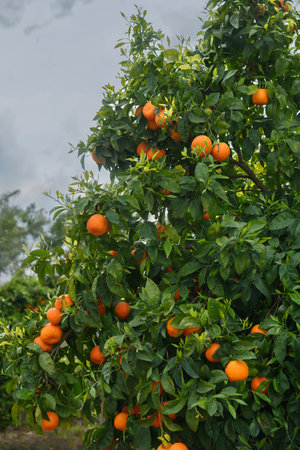 View of a growing orange tree with fruits.の写真素材