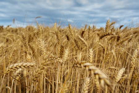 View of ripe wheat in the field.