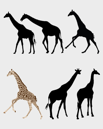 Silhouette of giraffes, vector illustrationのイラスト素材