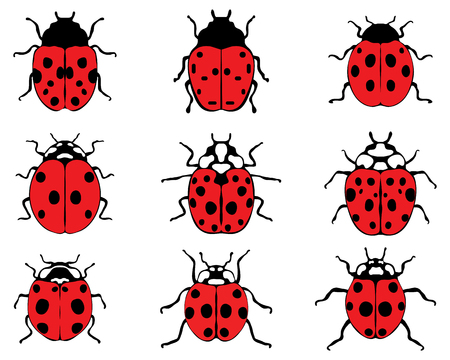 Set of different red ladybugs, vector illustrationのイラスト素材