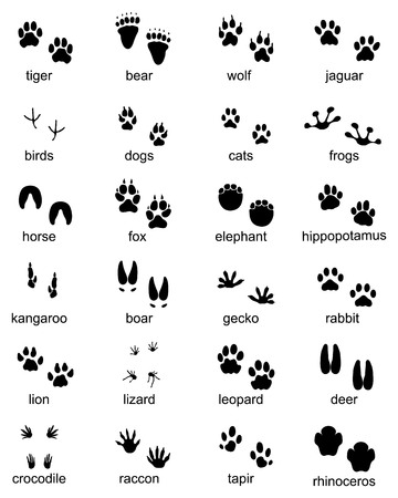 Set of footprints of wild animals, illustration of black silhouetteのイラスト素材