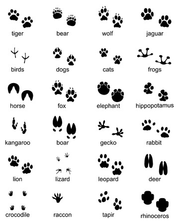 Set of footprints of wild animals, illustration of black silhouetteのイラスト素材