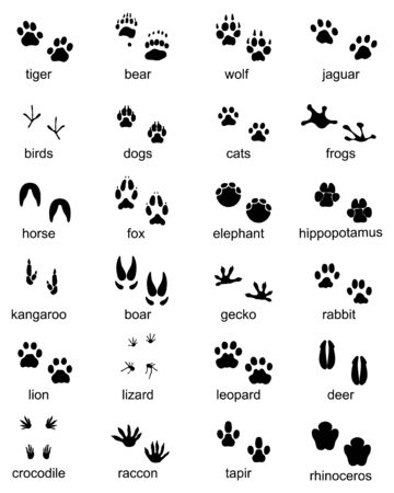 Set of footprints of wild animals, illustration of black silhouetteのイラスト素材