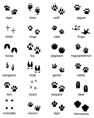 Set of footprints of wild animals, illustration of black silhouetteのイラスト素材