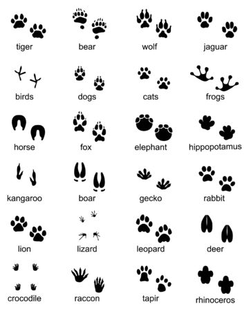 Set of footprints of wild animals, illustration of black silhouetteのイラスト素材