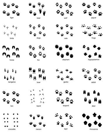 Set of footprints of wild animals on a white backgroundのイラスト素材