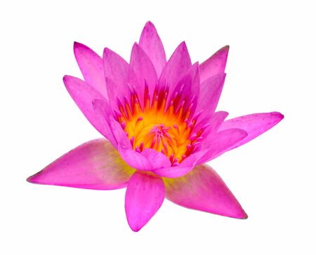 Lotus flower isolated on white background.の写真素材