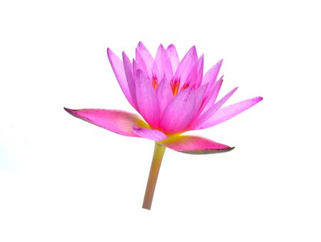 Lotus flower isolated on white background.の写真素材
