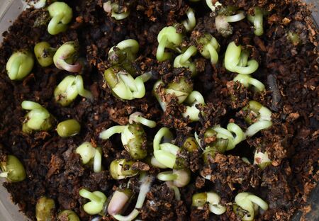 Green sprout growing from seed.の写真素材