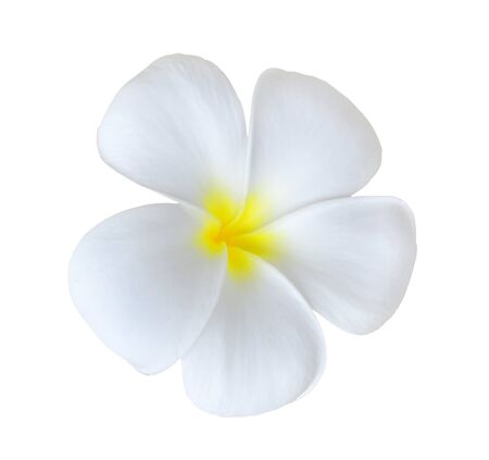beautiful white plumeria rubra flowers isolated on White background.の写真素材