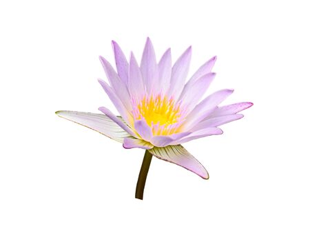 Lotus flower isolated on white background.の写真素材