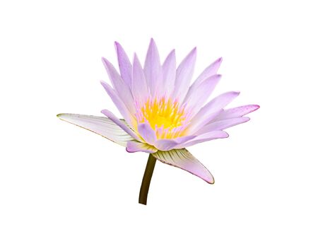 Lotus flower isolated on white background.