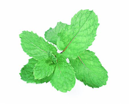 Fresh raw mint leaves isolated on white background.の写真素材