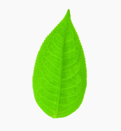Fresh tea leaves on a white backgroundの写真素材