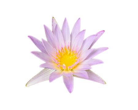 Lotus flower isolated on white background.の写真素材