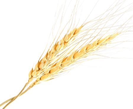 Wheat ears isolated on a white background.の写真素材