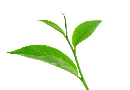 Fresh tea leaves on a white backgroundの写真素材