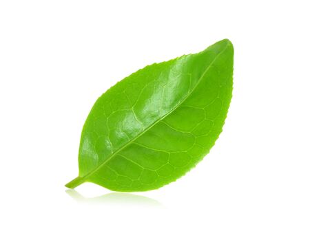 Fresh tea leaves on a white backgroundの写真素材