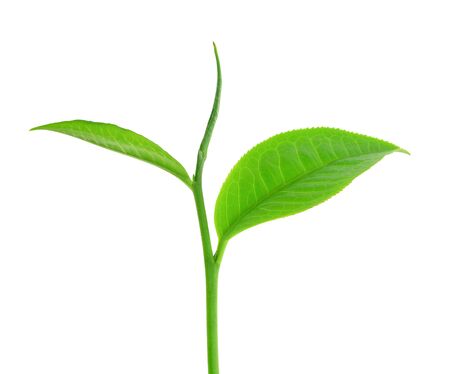 Fresh tea leaves on a white backgroundの写真素材
