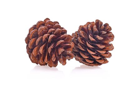 Pine cone on white backgroundの写真素材