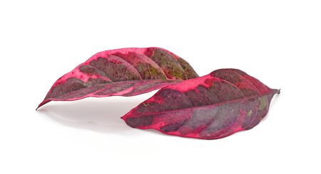 Codiaeum variegatium or Garden Croton leafs on white background.の写真素材