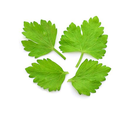 Celery or parsley leaf isolated on white background.の写真素材
