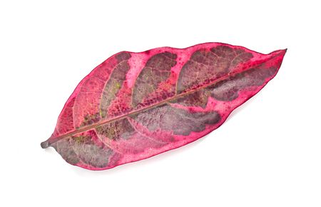autumn red leaves on white backgroundの写真素材