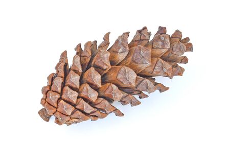 brown pine cone isolated on white backgroundの写真素材