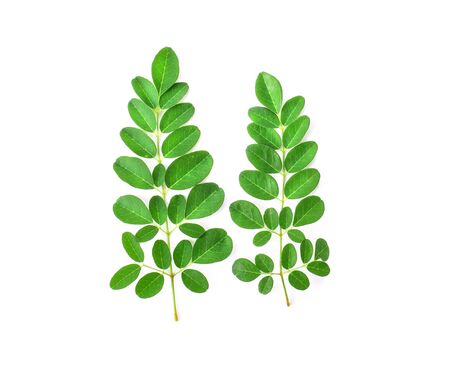 Moringa leaves have medicinal properties.