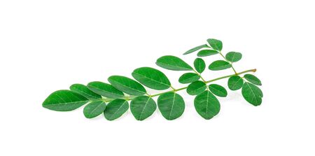 Moringa leaves on white background.の写真素材