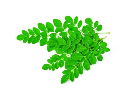 Moringa leaves on a white background.の写真素材