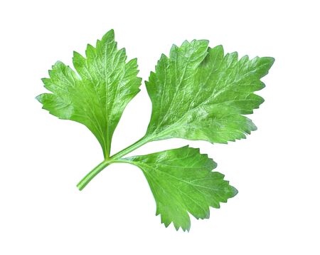 Celery or parsley leaf isolated on white background.の写真素材