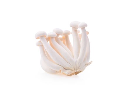 White Bunashimeji mushrooms on white background.の写真素材