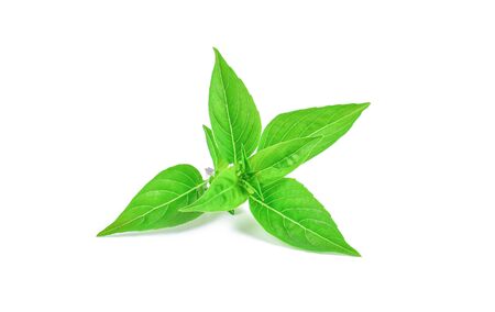 Fresh basil leaf isolated on white background.の写真素材