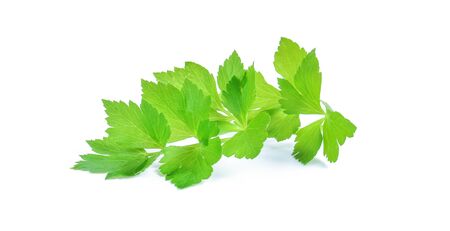 Fresh celery isolated on white background.の写真素材