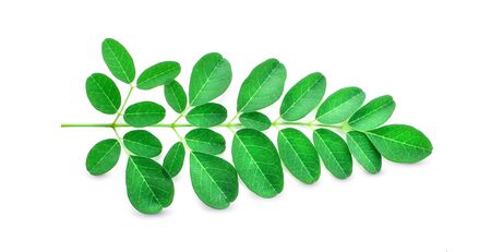 Moringa leaves have medicinal properties.の写真素材