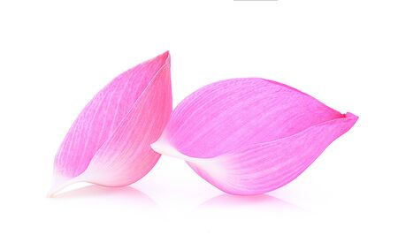 Closeup on lotus petal isolate on white background.の写真素材