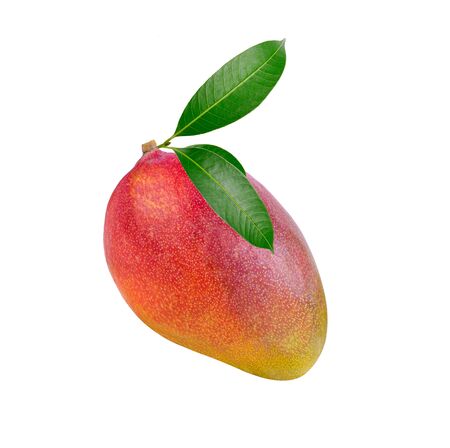 Fresh green  plum mango leaves isolate on a white background.の写真素材
