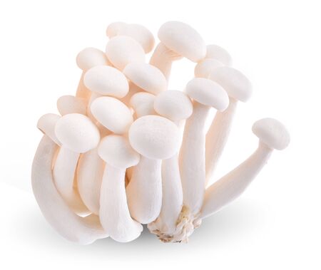 White Bunashimeji mushrooms on white background.の写真素材