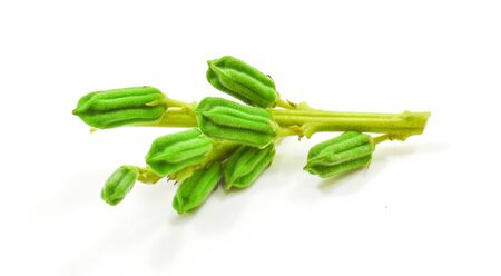 fresh sesame pods isolated on white background.の写真素材