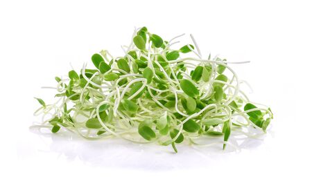 green young sunflower sprout on white background.の写真素材