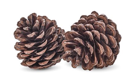 Pine cone on white backgroundの写真素材