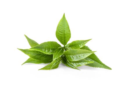 Green tea leaf isolated on white background.の写真素材