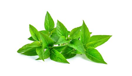 Fresh basil leaf isolated on white background.の写真素材