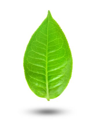 Fresh tea leaves on a white backgroundの写真素材