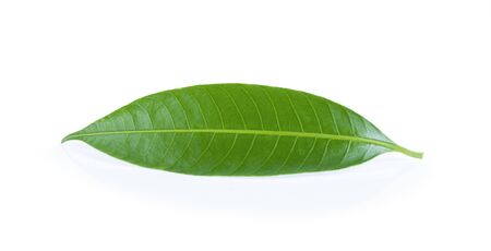mango leaves on a white background.の写真素材