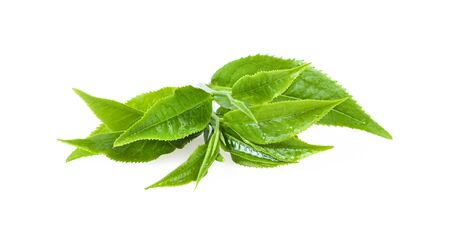 Green tea leaf isolated on white background.の写真素材