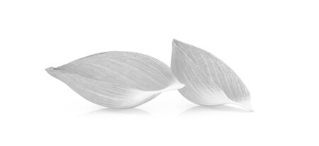 Closeup on lotus petal isolate on white background.の写真素材