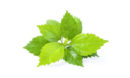 Shiso leaf on white background.の写真素材